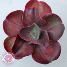 Echeveria 'Big Red'