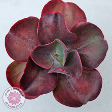 Load image into Gallery viewer, Echeveria &#39;Big Red&#39;
