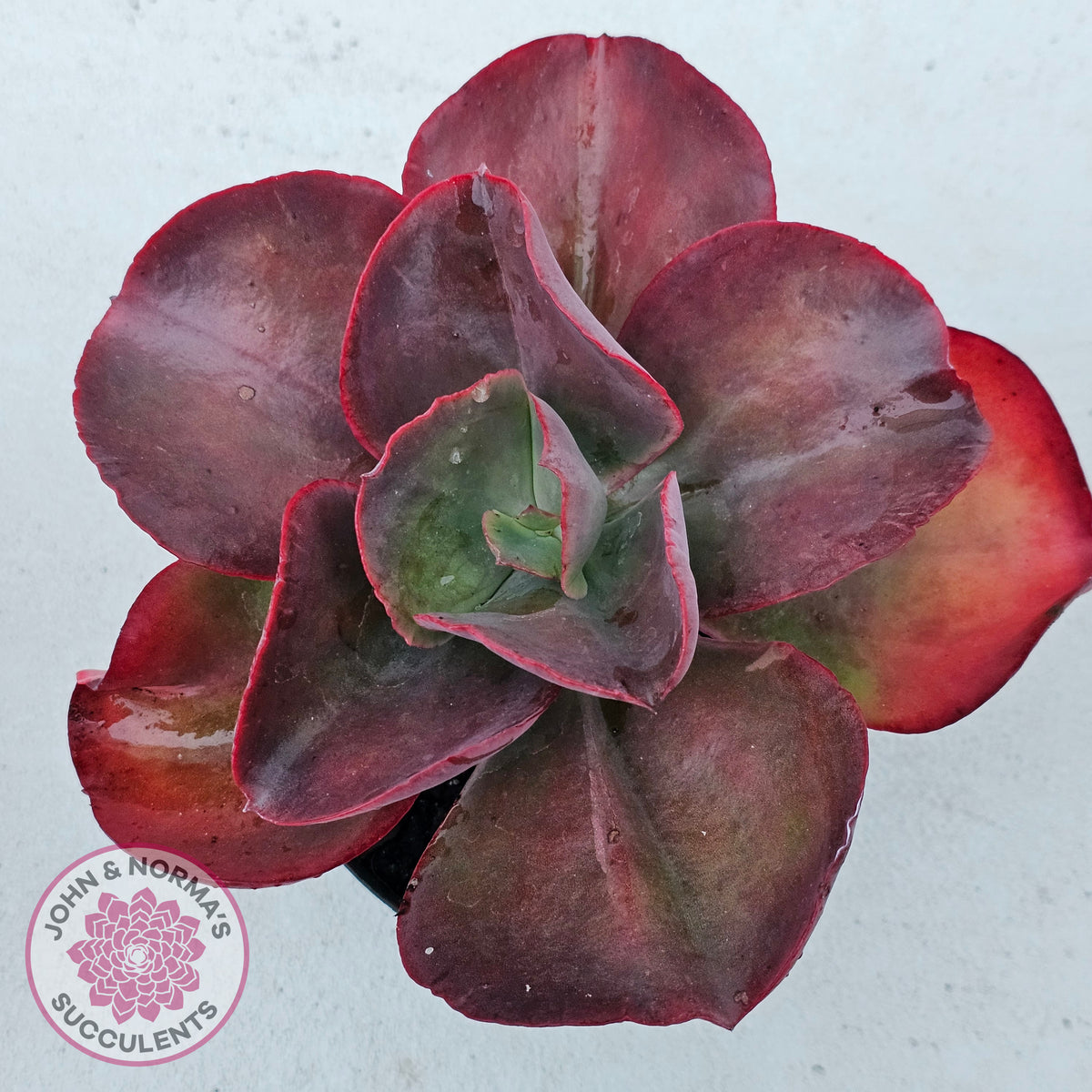 Echeveria 'Big Red'