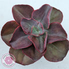 Echeveria 'Big Red'