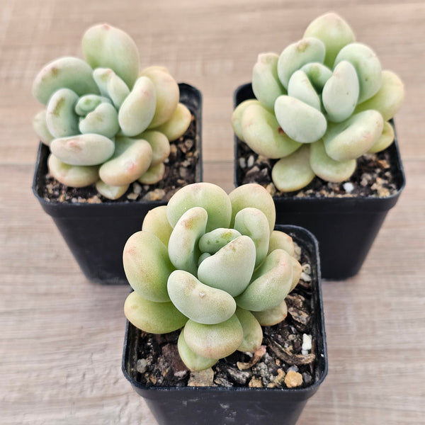 wrinkled succulent Buy Echeveria 'Bill Gates' (Wrinkled Rose) Australia