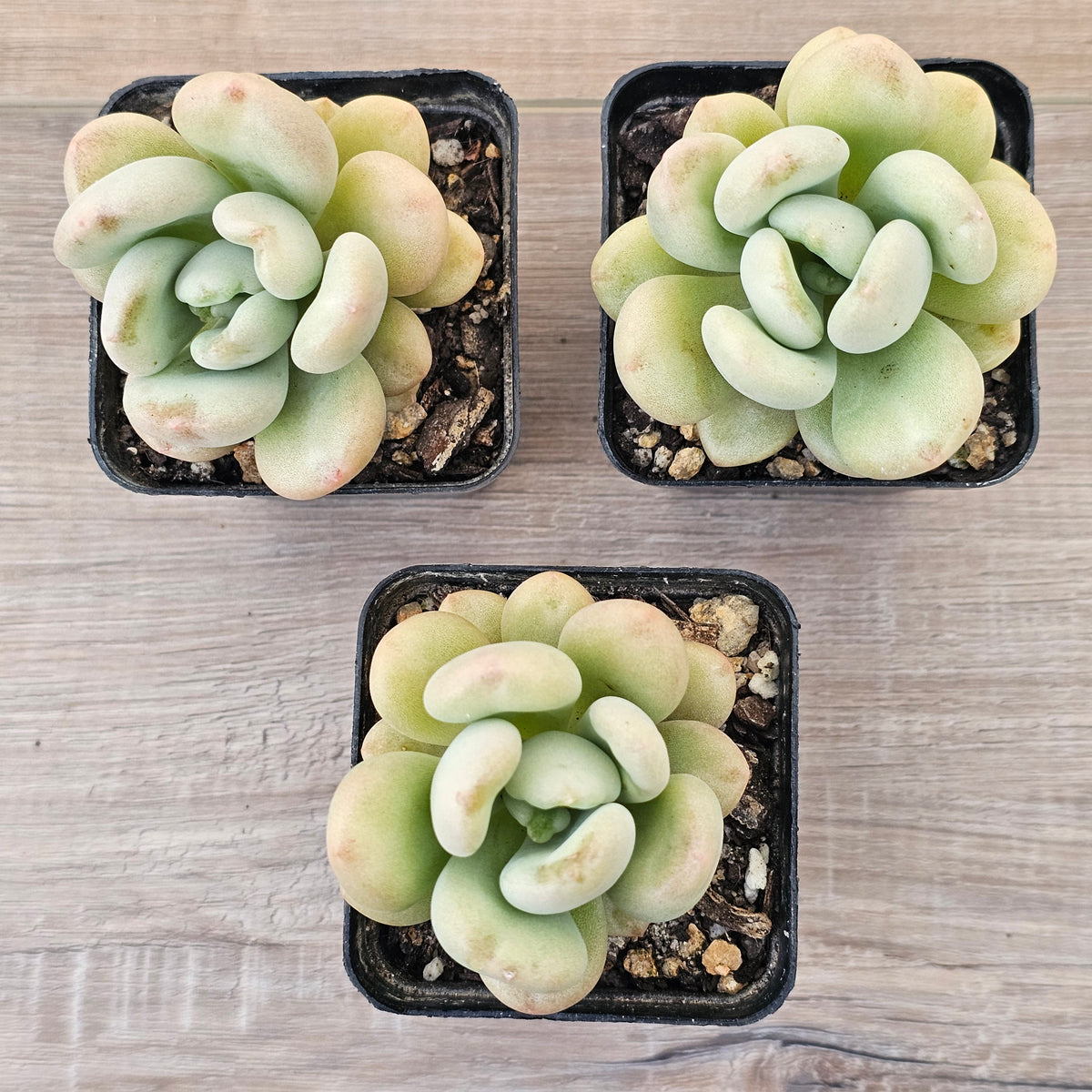 Echeveria 'Bill Gates' (Wrinkled Rose)
