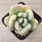 Echeveria 'Bill Gates' (Wrinkled Rose)