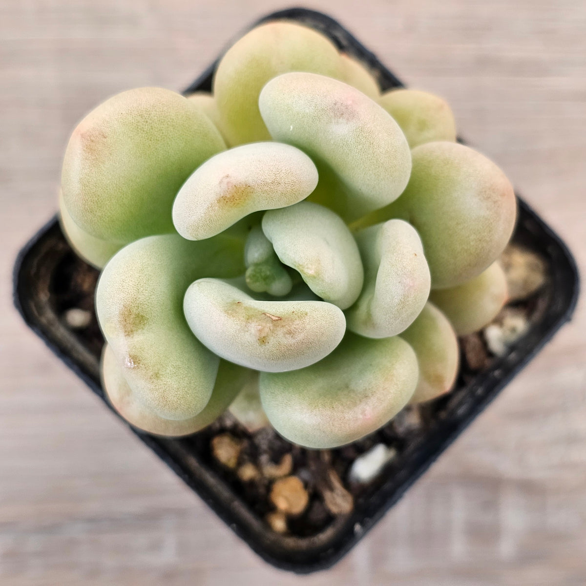Echeveria 'Bill Gates' (Wrinkled Rose)