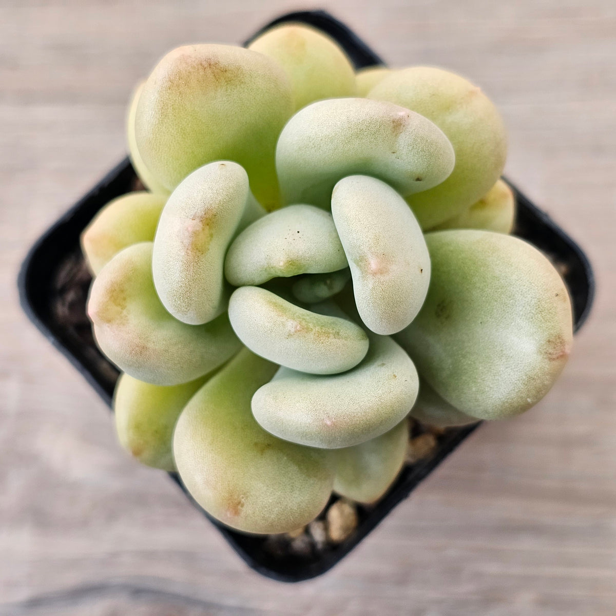 Echeveria 'Bill Gates' (Wrinkled Rose)
