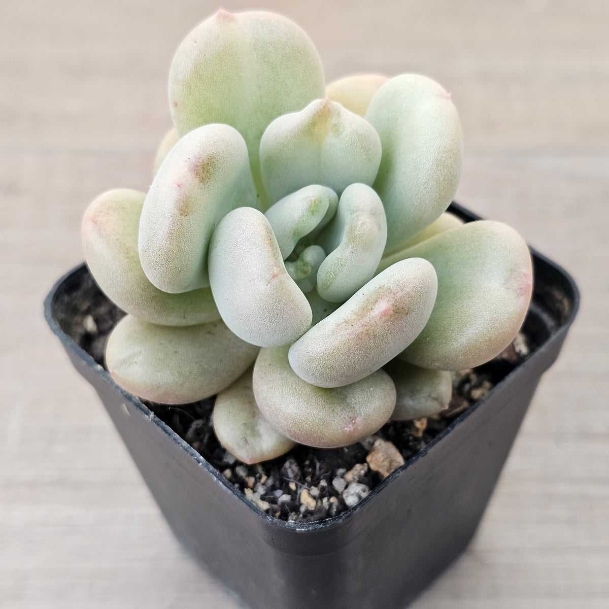 Echeveria 'Bill Gates' (Wrinkled Rose)