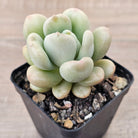 Echeveria 'Bill Gates' (Wrinkled Rose)