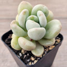 Echeveria 'Bill Gates' (Wrinkled Rose)