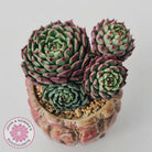Echeveria Bini Ouhikou