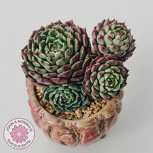 Load image into Gallery viewer, Echeveria Bini Ouhikou
