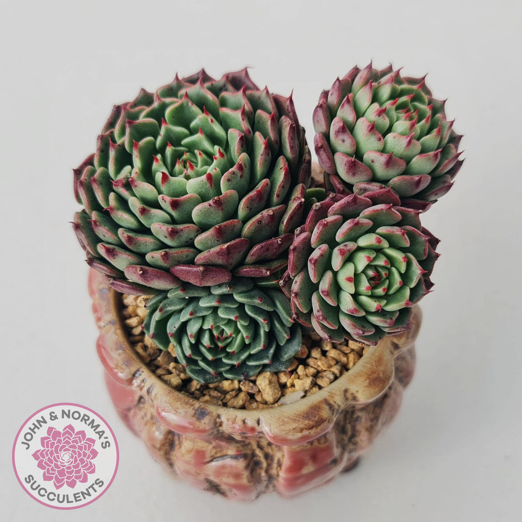 Echeveria Bini Ouhikou