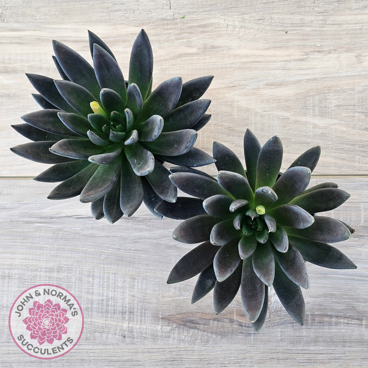 Echeveria 'Black Knight' - 90mm Same Plants