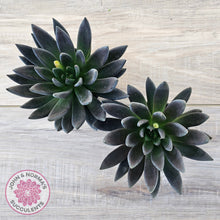 Load image into Gallery viewer, Echeveria &#39;Black Knight&#39; - 90mm Same Plants
