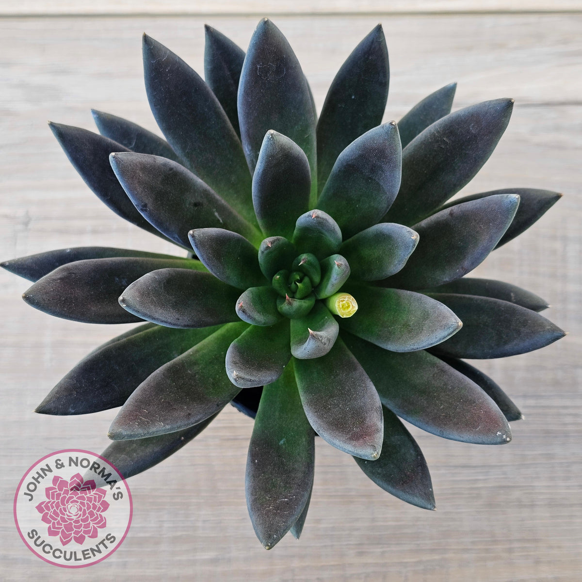 Echeveria 'Black Knight' - 90mm Same Plants