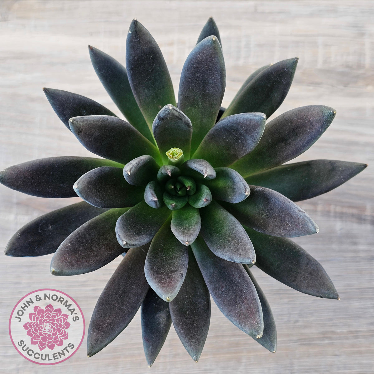 Echeveria 'Black Knight' - 90mm Same Plants