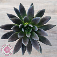 Load image into Gallery viewer, Echeveria &#39;Black Knight&#39; - 90mm Same Plants
