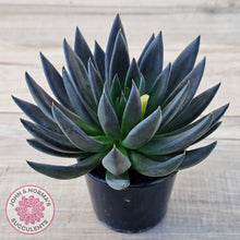 Load image into Gallery viewer, Echeveria &#39;Black Knight&#39; - 90mm Same Plants
