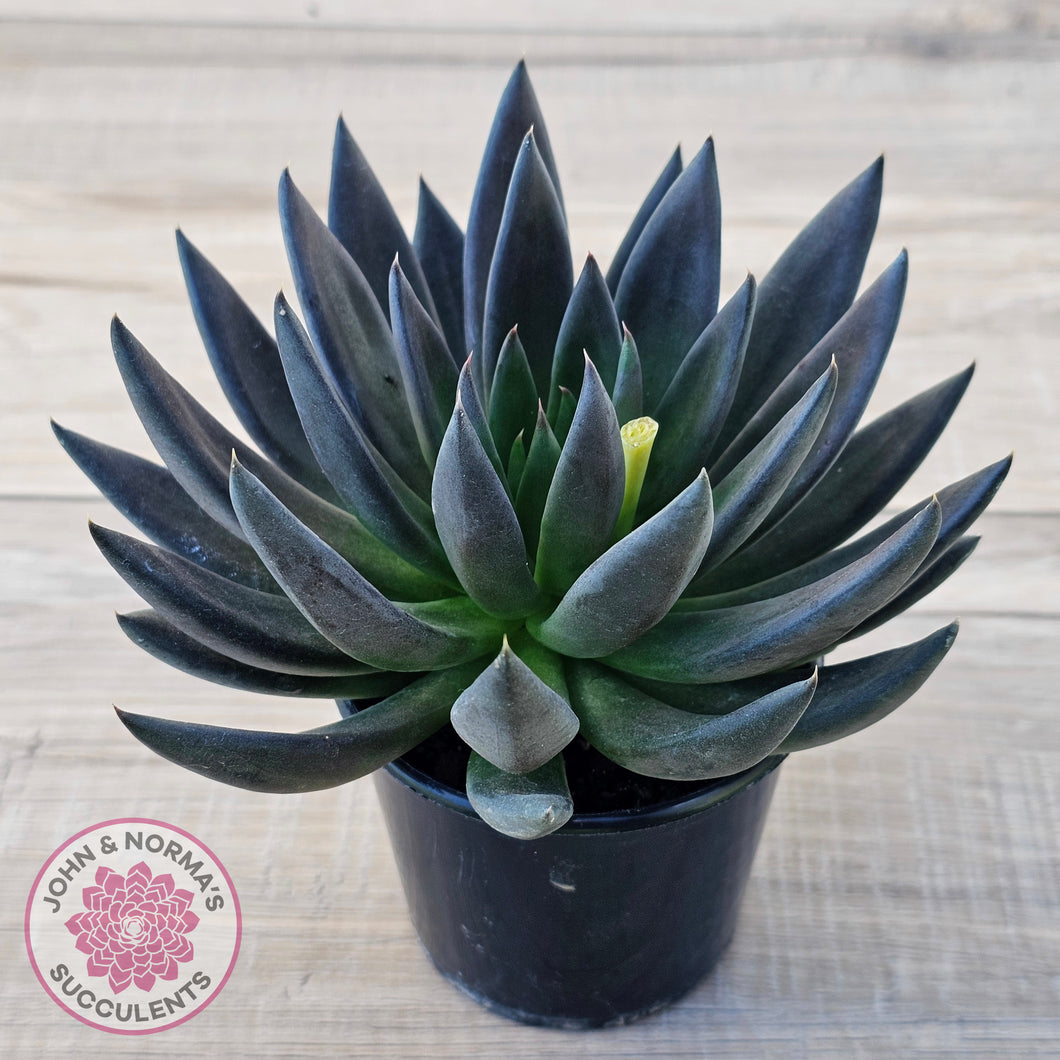 black knight succulent plant Buy Echeveria 'Black Knight' - 90mm Same Plants Australia