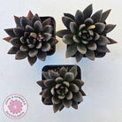 Echeveria 'Black Knight'