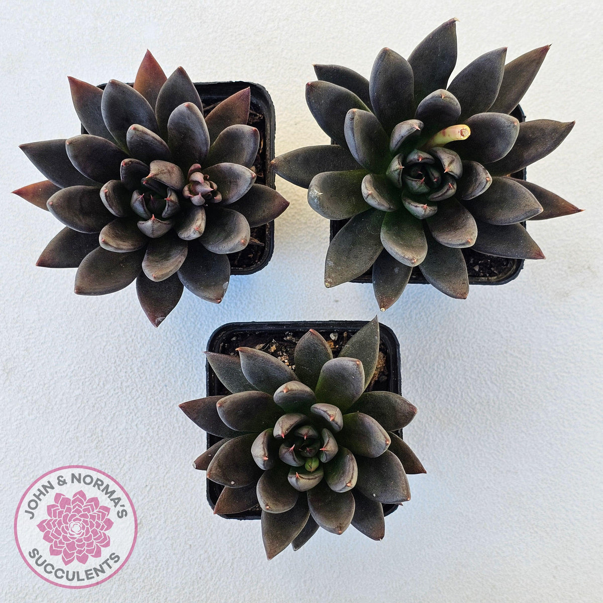 Echeveria 'Black Knight'