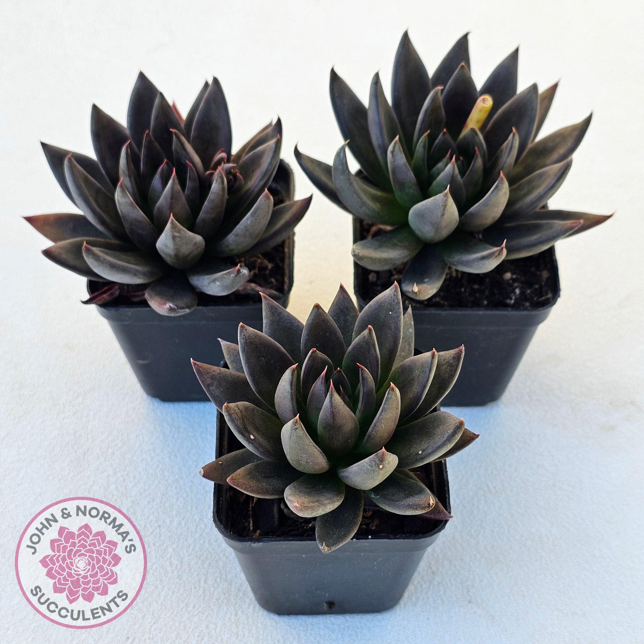 black knight succulent plant Buy Echeveria 'Black Knight' Australia