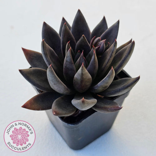 Echeveria 'Black Knight' - John & Norma's Succulents Australia