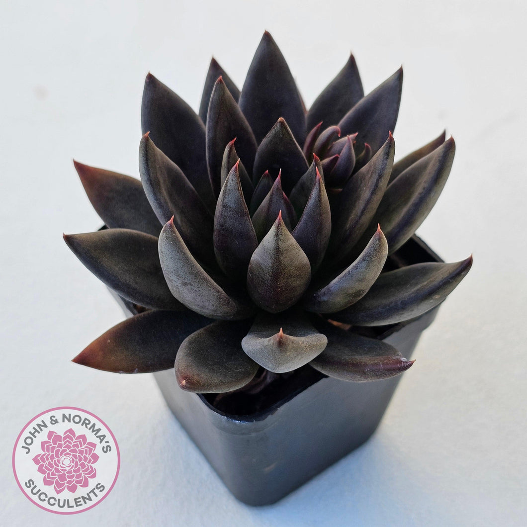 black knight black prince succulent Buy Echeveria 'Black Knight' Australia