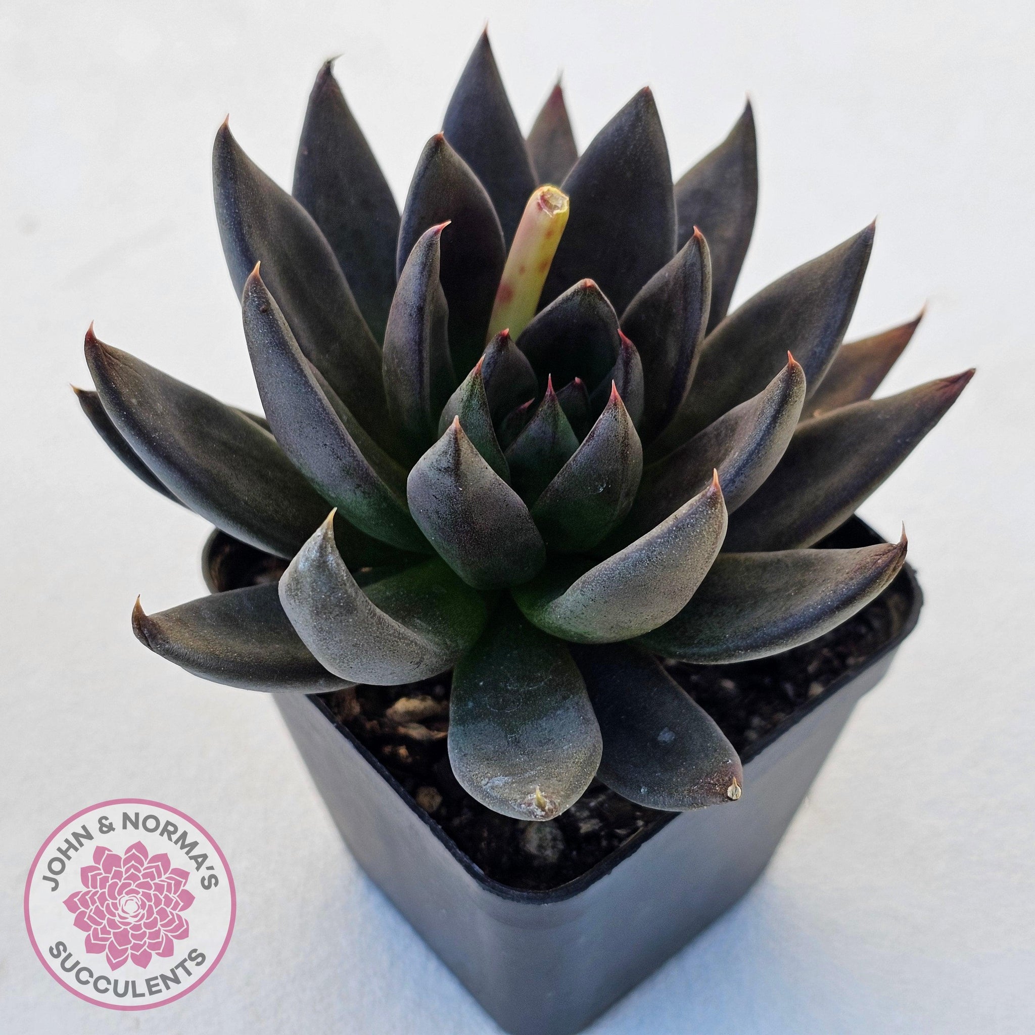 affinis succulent Buy Echeveria 'Black Knight' Australia