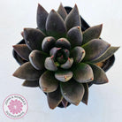 Echeveria 'Black Knight'