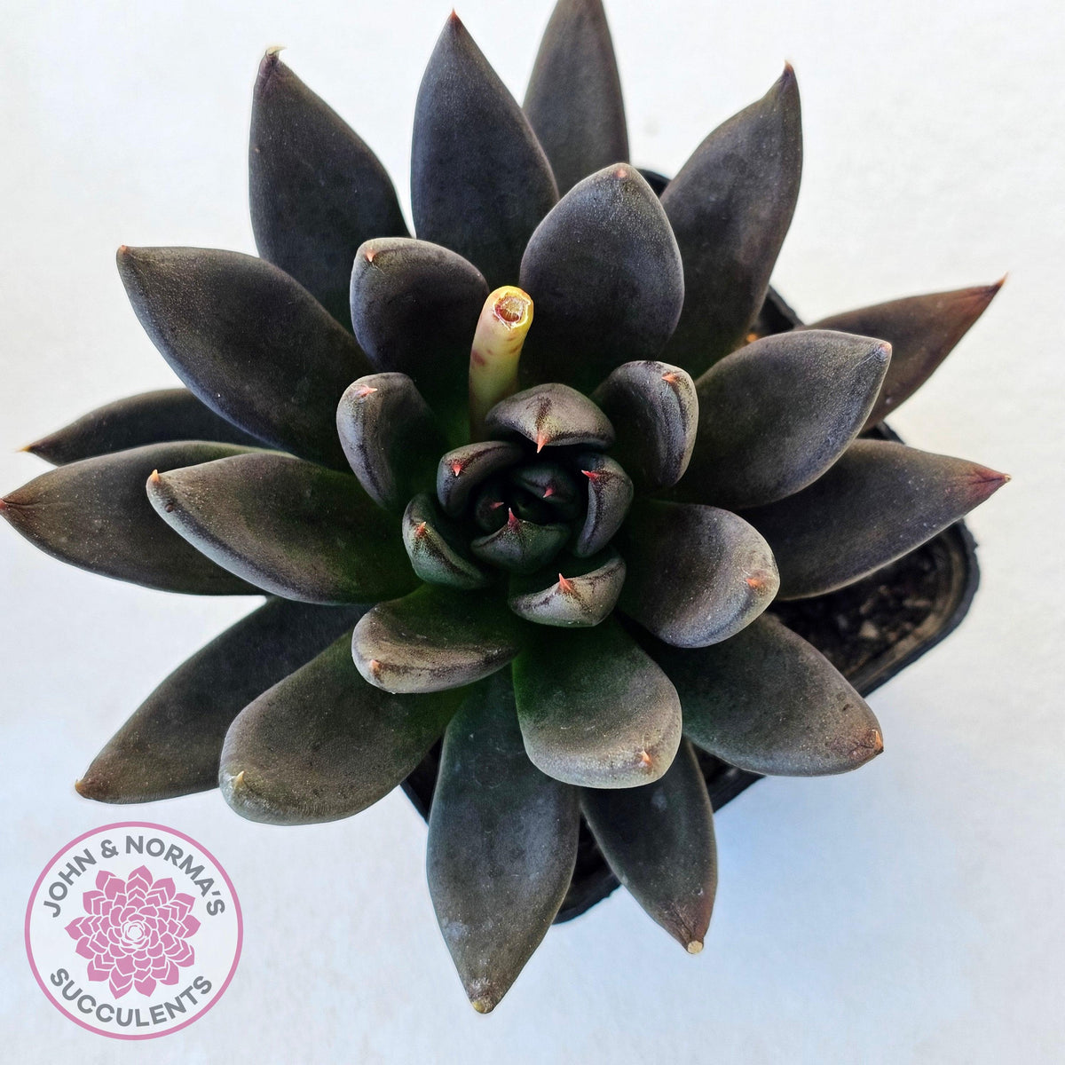 Echeveria 'Black Knight'