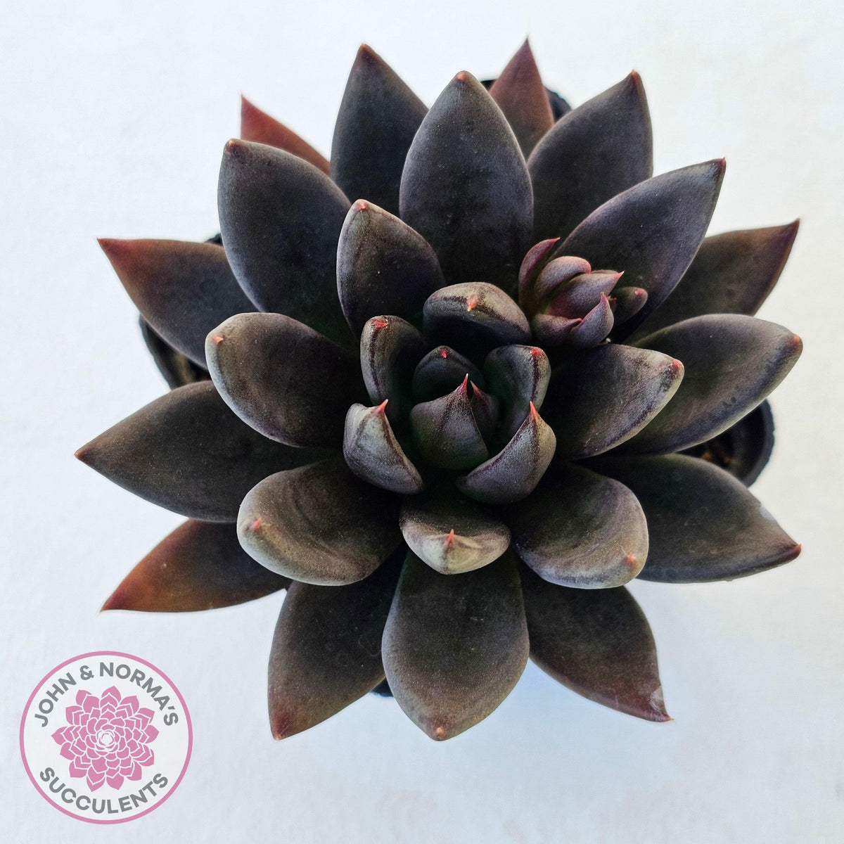 Echeveria 'Black Knight'