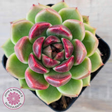 Load image into Gallery viewer, Echeveria 'Black Rose'
