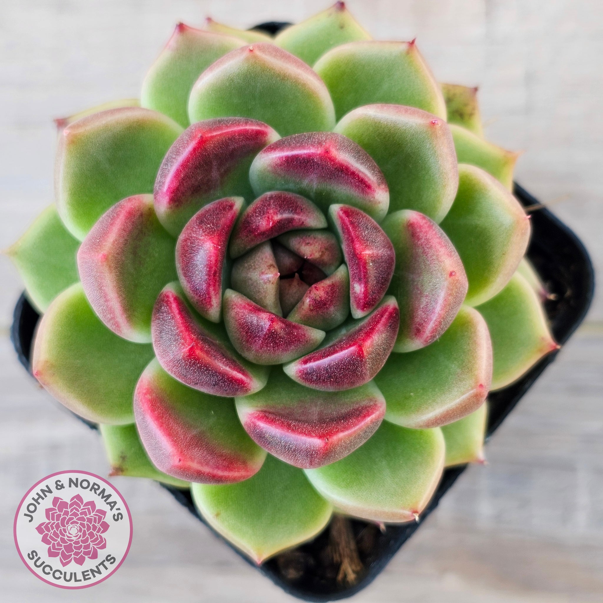 black rose succulent australia Buy Echeveria 'Black Rose' Australia