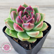 Load image into Gallery viewer, Echeveria 'Black Rose'
