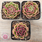 Echeveria 'Black Rose'