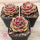 Echeveria 'Black Rose'