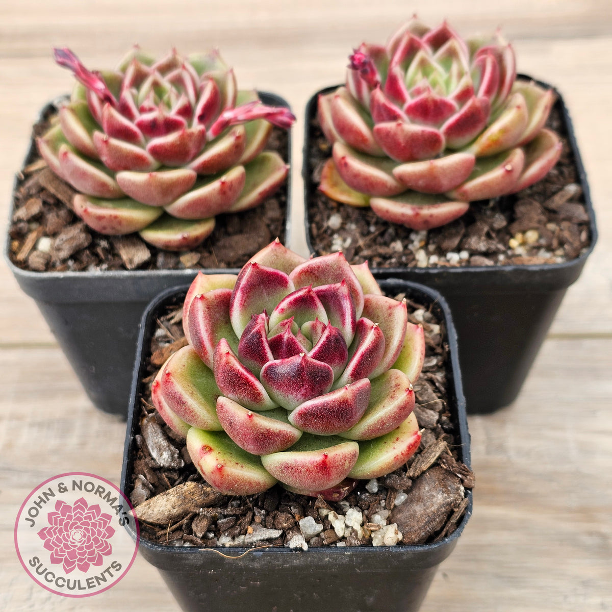 Echeveria 'Black Rose'