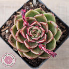 Echeveria 'Black Rose'