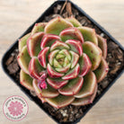 Echeveria 'Black Rose'