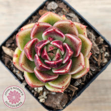 Load image into Gallery viewer, Echeveria &#39;Black Rose&#39;
