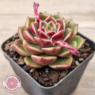 Echeveria 'Black Rose'