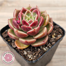 Load image into Gallery viewer, Echeveria &#39;Black Rose&#39;
