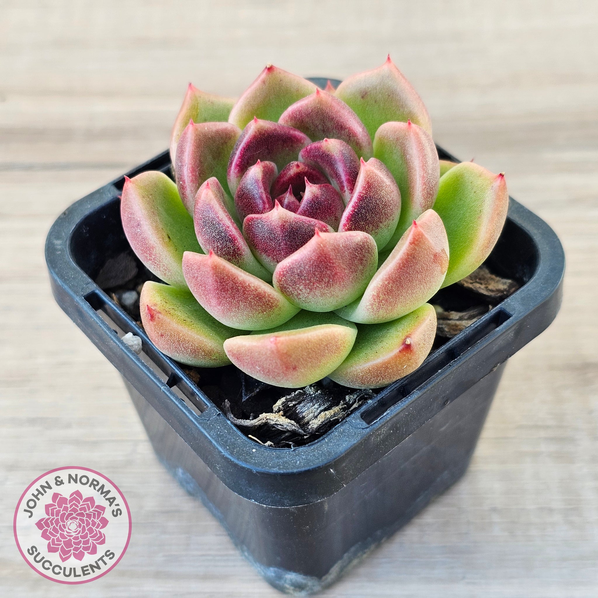 black rose succulent australia Buy Echeveria 'Black Rose' Australia