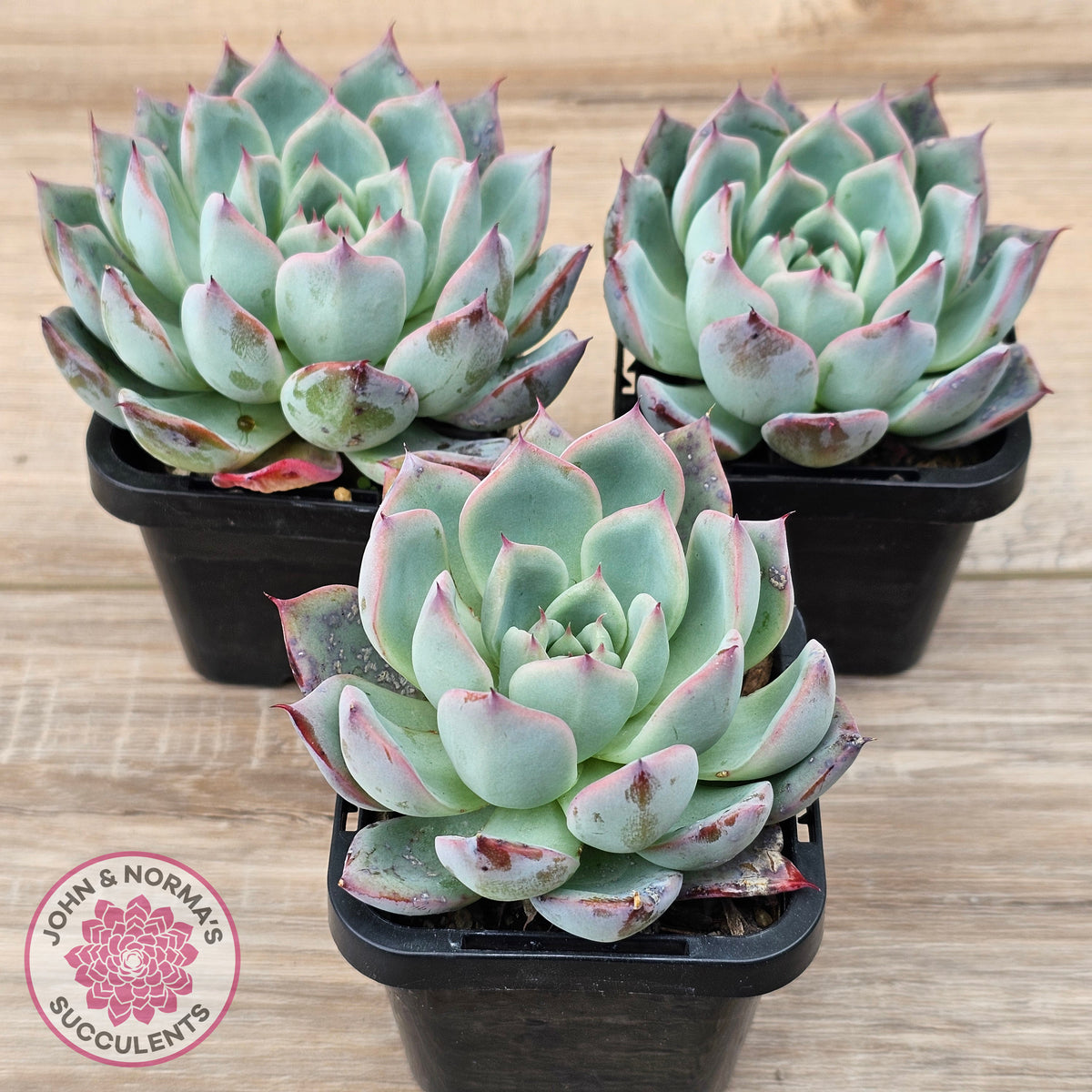 Echeveria 'Black Swan'