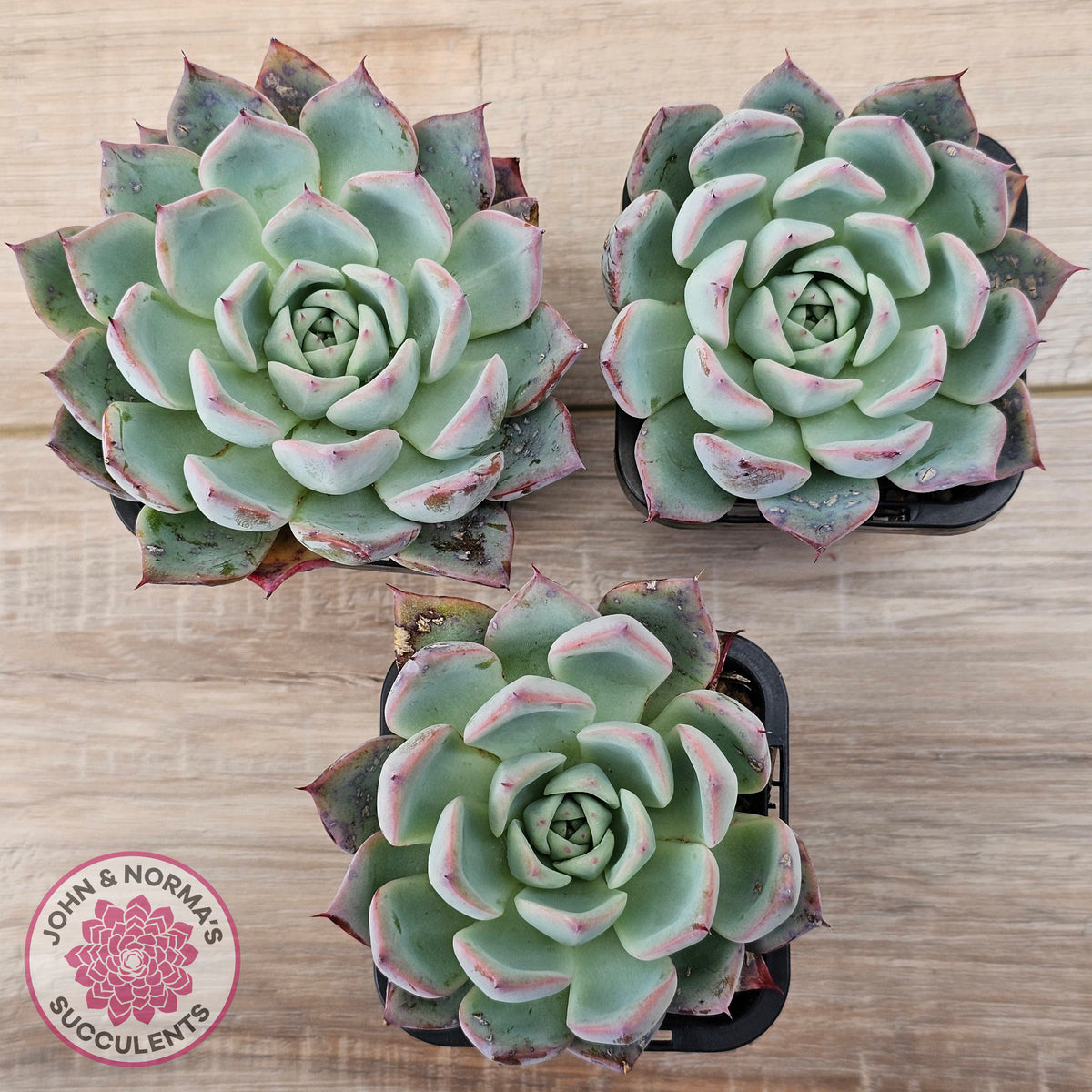 Echeveria 'Black Swan'