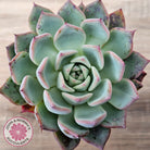 Echeveria 'Black Swan'