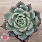 Echeveria 'Black Swan'