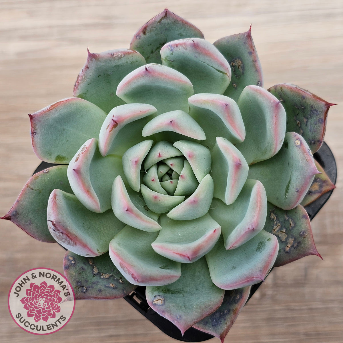 Echeveria 'Black Swan'