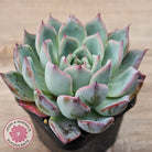 Echeveria 'Black Swan'
