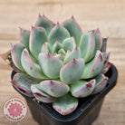 Echeveria 'Black Swan'
